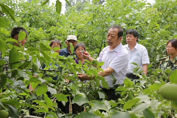图为李保国在田间为农户解说核桃莳植适用手艺。。。。。。